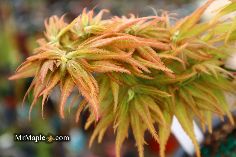 - Acer palmatum 'Mystic Mikawa' Miniature Japanese Maple - Mr Maple │ Buy Japanese Maple Trees