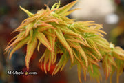 - Acer palmatum 'Mystic Mikawa' Miniature Japanese Maple - Mr Maple │ Buy Japanese Maple Trees