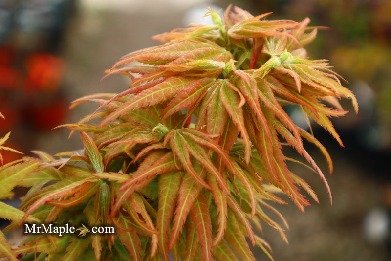 - Acer palmatum 'Mystic Mikawa' Miniature Japanese Maple - Mr Maple │ Buy Japanese Maple Trees