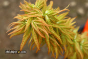 - Acer palmatum 'Mystic Mikawa' Miniature Japanese Maple - Mr Maple │ Buy Japanese Maple Trees