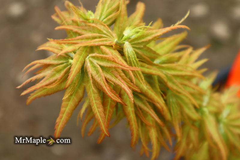 - Acer palmatum 'Mystic Mikawa' Miniature Japanese Maple - Mr Maple │ Buy Japanese Maple Trees