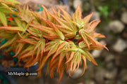 - Acer palmatum 'Mystic Mikawa' Miniature Japanese Maple - Mr Maple │ Buy Japanese Maple Trees