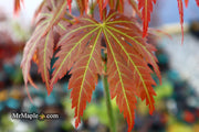 - Acer shirasawanum 'Bronze Age' Bronze Full Moon Japanese Maple - Mr Maple │ Buy Japanese Maple Trees