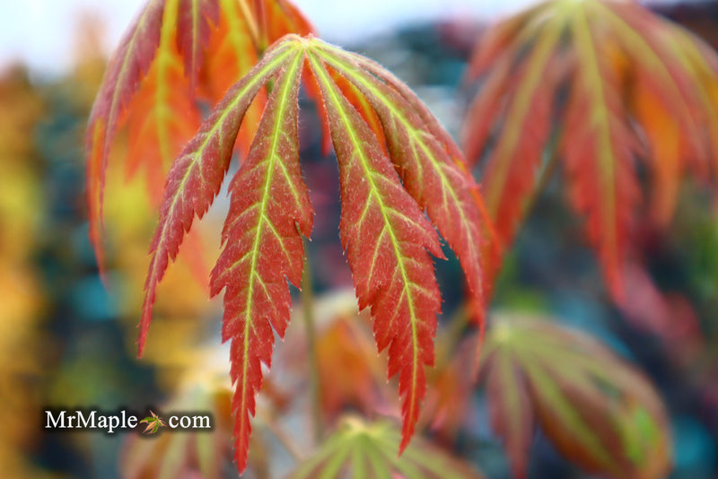 - Acer shirasawanum 'Bronze Age' Bronze Full Moon Japanese Maple - Mr Maple │ Buy Japanese Maple Trees