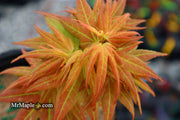 - Acer palmatum 'Mayday' Rare Dwarf Japanese Maple - Mr Maple │ Buy Japanese Maple Trees
