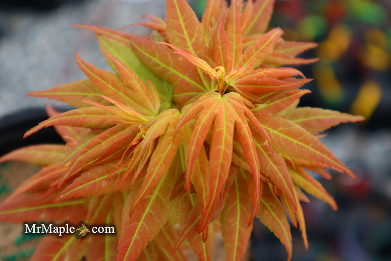 - Acer palmatum 'Mayday' Rare Dwarf Japanese Maple - Mr Maple │ Buy Japanese Maple Trees