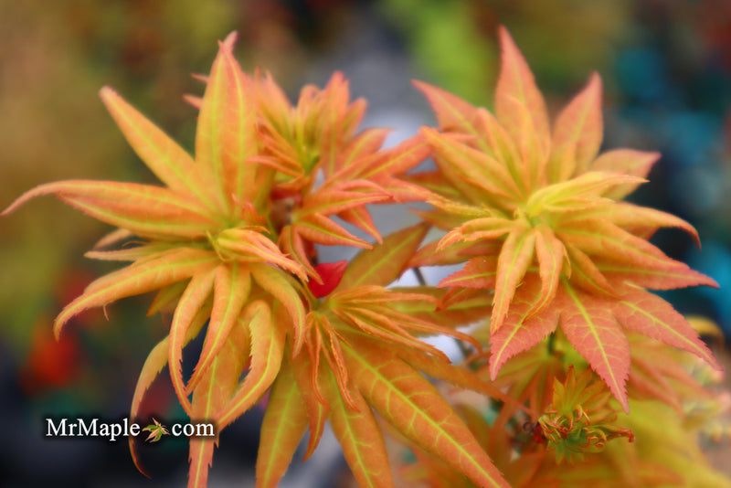 - Acer palmatum 'Mayday' Rare Dwarf Japanese Maple - Mr Maple │ Buy Japanese Maple Trees