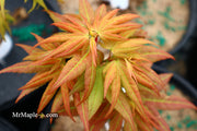 - Acer palmatum 'Mayday' Rare Dwarf Japanese Maple - Mr Maple │ Buy Japanese Maple Trees
