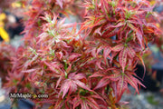 - Acer palmatum 'Kurenai jishi' Red Lion Japanese Maple - Mr Maple │ Buy Japanese Maple Trees