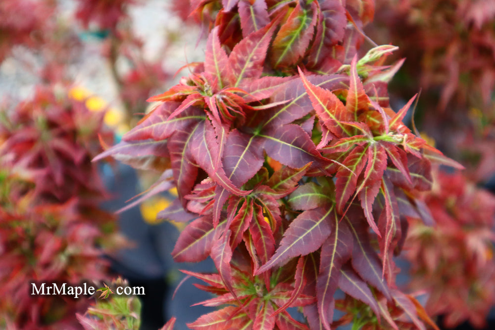 Buy Acer palmatum 'Kurenai jishi' Red Lion Japanese Maple — Mr