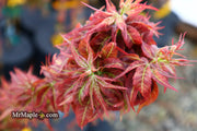 - Acer palmatum 'Kurenai jishi' Red Lion Japanese Maple - Mr Maple │ Buy Japanese Maple Trees
