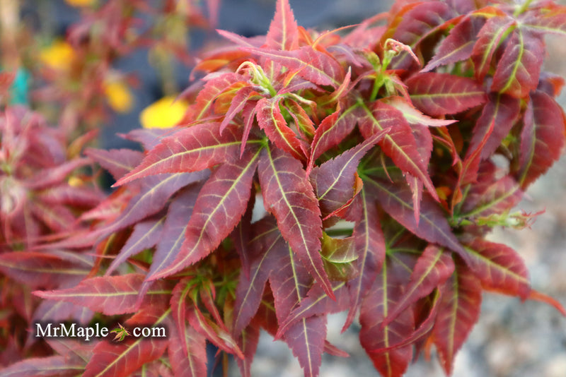 - Acer palmatum 'Kurenai jishi' Red Lion Japanese Maple - Mr Maple │ Buy Japanese Maple Trees
