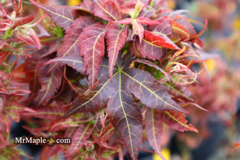 Buy Acer palmatum 'Kurenai jishi' Red Lion Japanese Maple — Mr