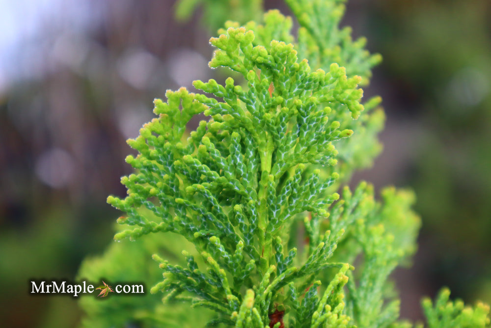 Chamaecyparis obtusa 'Little Markey' Dwarf Hinoki Cypress