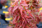 - Acer palmatum 'Kurenai jishi' Red Lion Japanese Maple - Mr Maple │ Buy Japanese Maple Trees