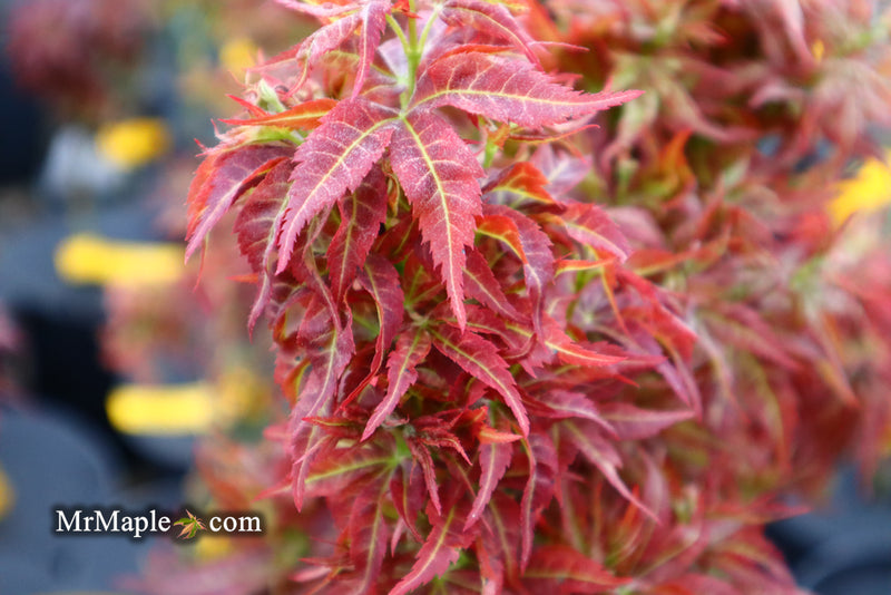 - Acer palmatum 'Kurenai jishi' Red Lion Japanese Maple - Mr Maple │ Buy Japanese Maple Trees