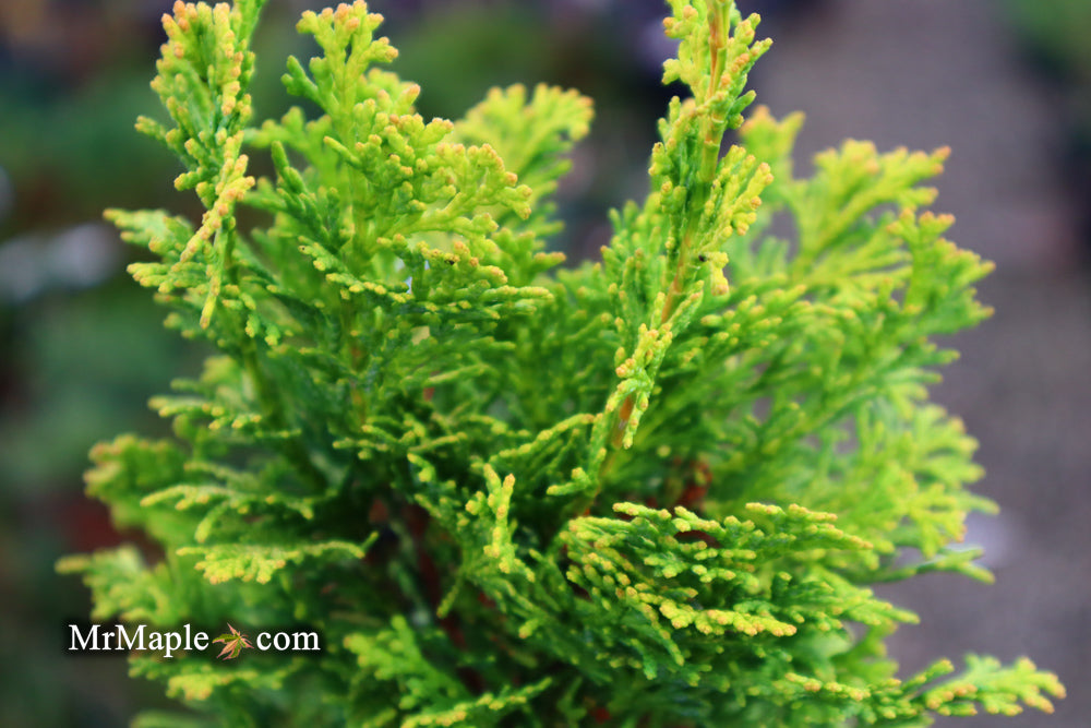 Chamaecyparis obtusa 'Little Markey' Dwarf Hinoki Cypress