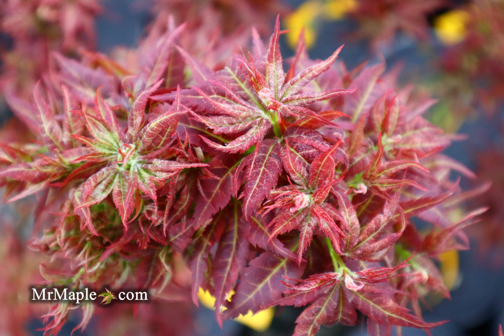 Buy Acer palmatum 'Kurenai jishi' Red Lion Japanese Maple — Mr