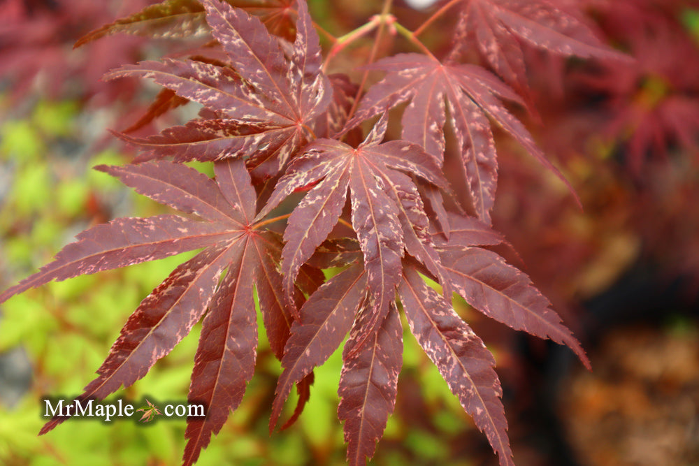 Acer palmatum 'Red Jaguar' Japanese Maple