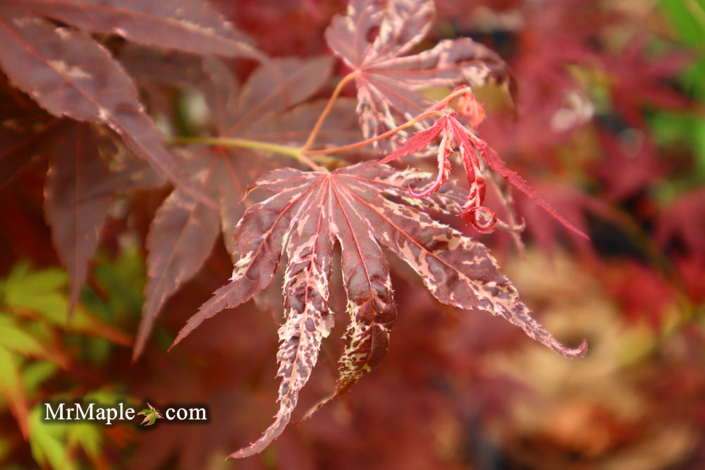 Acer palmatum 'Red Jaguar' Japanese Maple