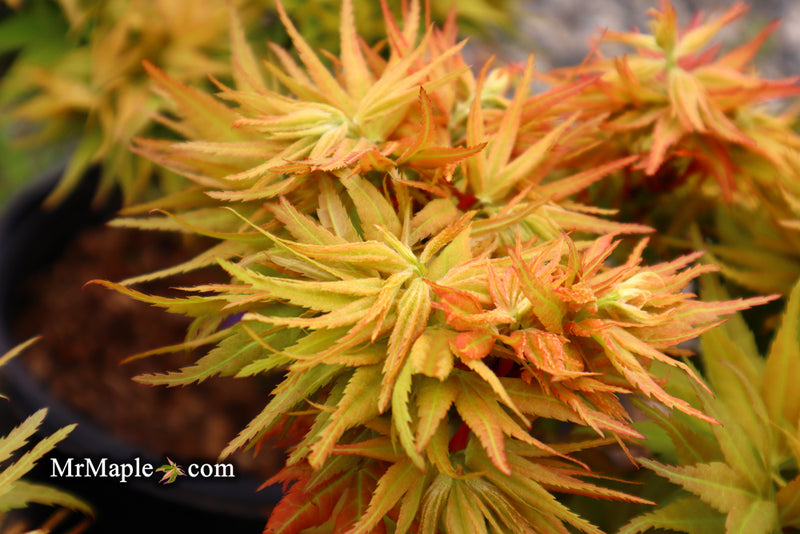 - Acer palmatum 'Mystic Mikawa' Miniature Japanese Maple - Mr Maple │ Buy Japanese Maple Trees