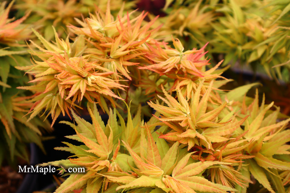 Acer palmatum 'Mystic Mikawa' Miniature Japanese Maple