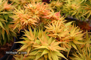 - Acer palmatum 'Mystic Mikawa' Miniature Japanese Maple - Mr Maple │ Buy Japanese Maple Trees