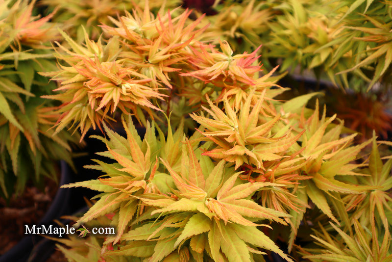 - Acer palmatum 'Mystic Mikawa' Miniature Japanese Maple - Mr Maple │ Buy Japanese Maple Trees
