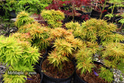 - Acer palmatum 'Mystic Mikawa' Miniature Japanese Maple - Mr Maple │ Buy Japanese Maple Trees