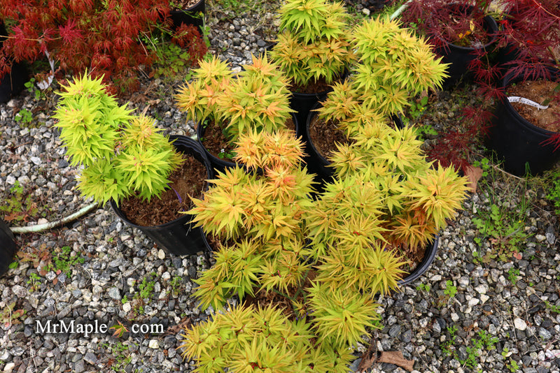 - Acer palmatum 'Mystic Mikawa' Miniature Japanese Maple - Mr Maple │ Buy Japanese Maple Trees