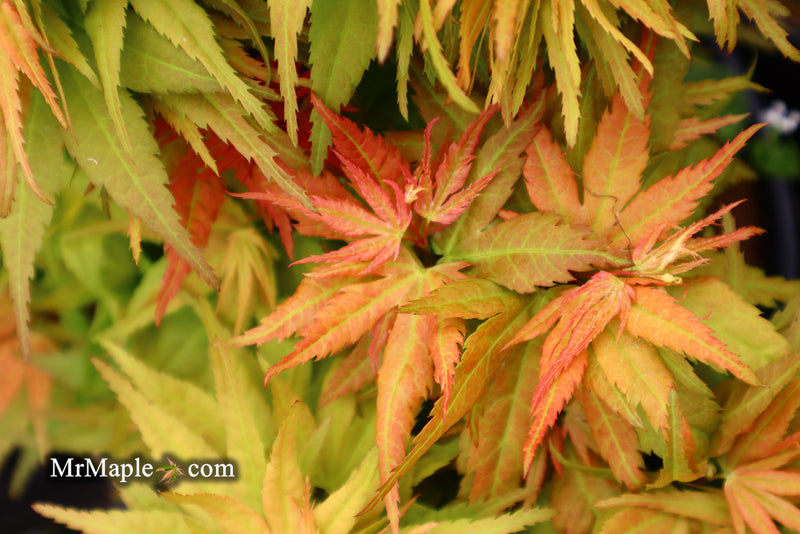 - Acer palmatum 'Mystic Mikawa' Miniature Japanese Maple - Mr Maple │ Buy Japanese Maple Trees