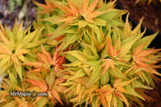 - Acer palmatum 'Mystic Mikawa' Miniature Japanese Maple - Mr Maple │ Buy Japanese Maple Trees