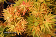 - Acer palmatum 'Mystic Mikawa' Miniature Japanese Maple - Mr Maple │ Buy Japanese Maple Trees