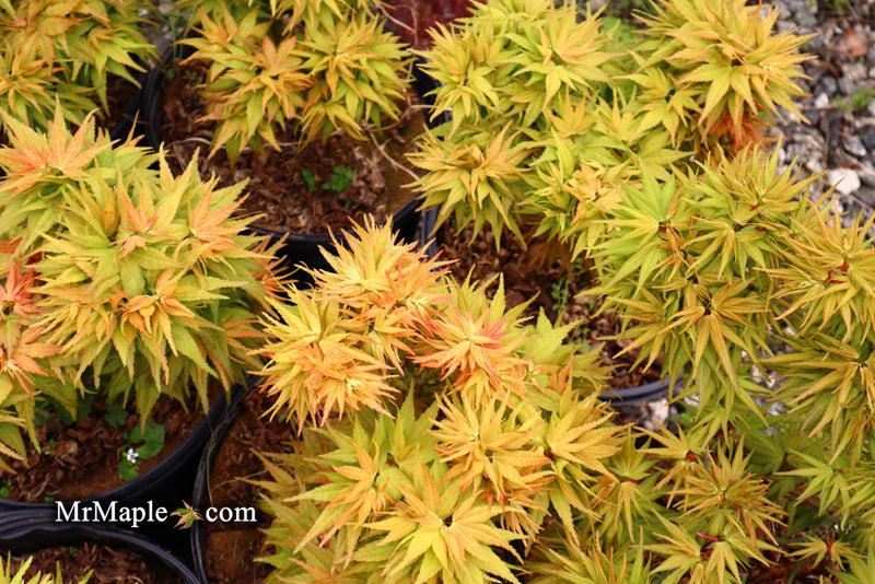 - Acer palmatum 'Mystic Mikawa' Miniature Japanese Maple - Mr Maple │ Buy Japanese Maple Trees