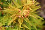 - Acer palmatum 'Mystic Mikawa' Miniature Japanese Maple - Mr Maple │ Buy Japanese Maple Trees