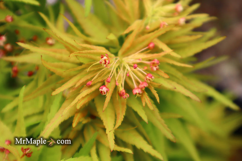 - Acer palmatum 'Mystic Mikawa' Miniature Japanese Maple - Mr Maple │ Buy Japanese Maple Trees