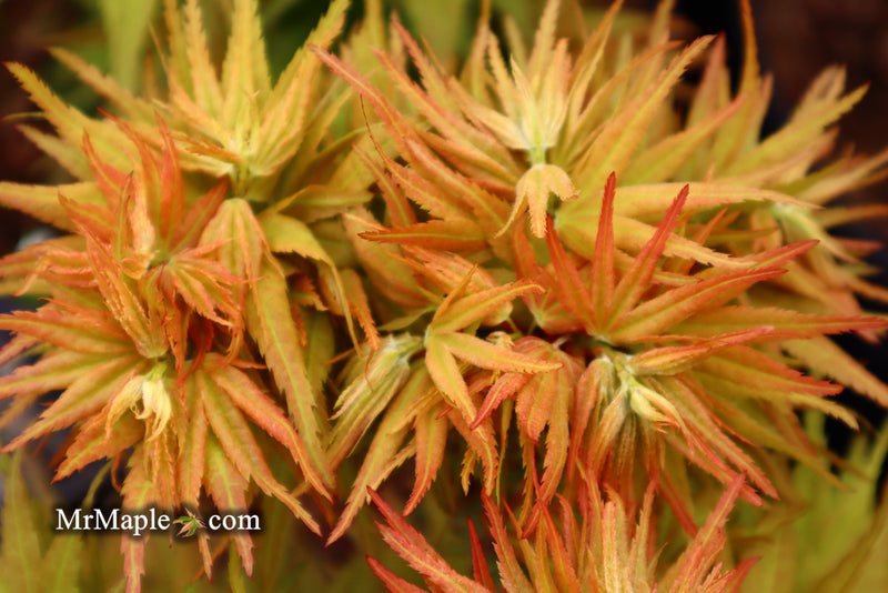 - Acer palmatum 'Mystic Mikawa' Miniature Japanese Maple - Mr Maple │ Buy Japanese Maple Trees