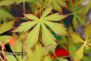 - Acer palmatum 'Fountain of Youth' Japanese Maple - Mr Maple │ Buy Japanese Maple Trees
