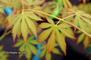 - Acer palmatum 'Fountain of Youth' Japanese Maple - Mr Maple │ Buy Japanese Maple Trees