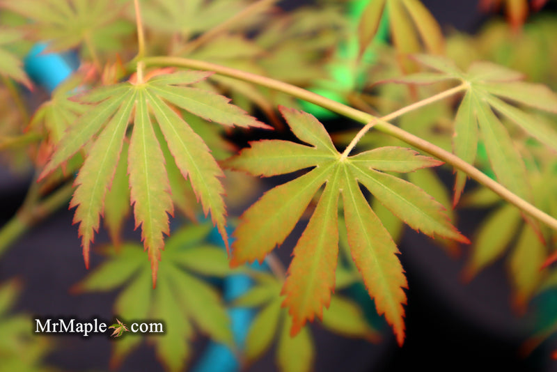 - Acer palmatum 'Fountain of Youth' Japanese Maple - Mr Maple │ Buy Japanese Maple Trees