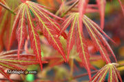- Acer shirasawanum 'Bronze Age' Bronze Full Moon Japanese Maple - Mr Maple │ Buy Japanese Maple Trees