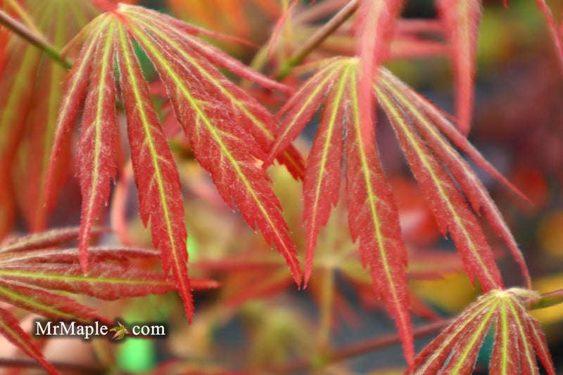 - Acer shirasawanum 'Bronze Age' Bronze Full Moon Japanese Maple - Mr Maple │ Buy Japanese Maple Trees
