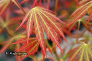 - Acer shirasawanum 'Bronze Age' Bronze Full Moon Japanese Maple - Mr Maple │ Buy Japanese Maple Trees