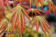 - Acer shirasawanum 'Bronze Age' Bronze Full Moon Japanese Maple - Mr Maple │ Buy Japanese Maple Trees
