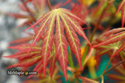 - Acer shirasawanum 'Bronze Age' Bronze Full Moon Japanese Maple - Mr Maple │ Buy Japanese Maple Trees
