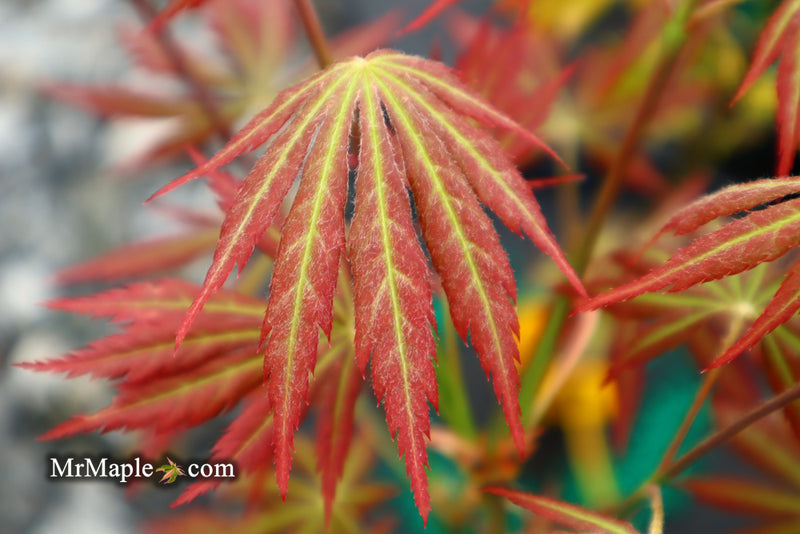 - Acer shirasawanum 'Bronze Age' Bronze Full Moon Japanese Maple - Mr Maple │ Buy Japanese Maple Trees