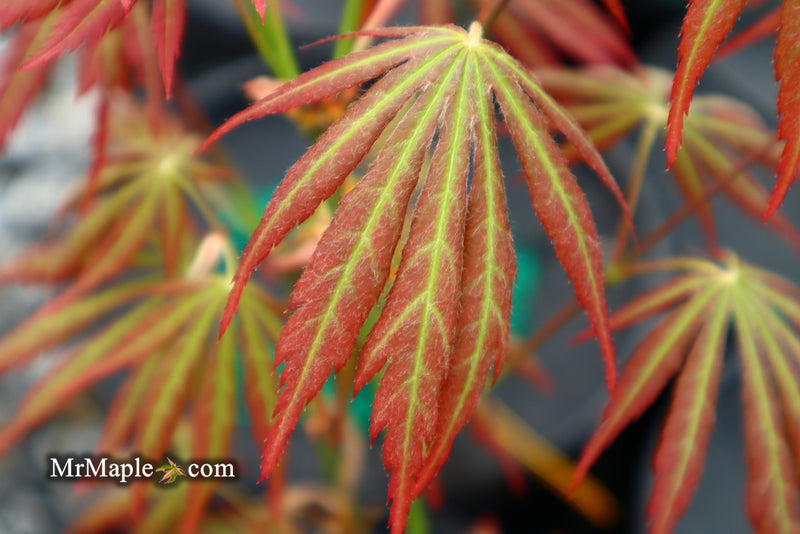 - Acer shirasawanum 'Bronze Age' Bronze Full Moon Japanese Maple - Mr Maple │ Buy Japanese Maple Trees