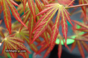 - Acer shirasawanum 'Bronze Age' Bronze Full Moon Japanese Maple - Mr Maple │ Buy Japanese Maple Trees