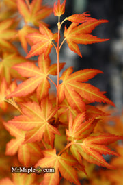 - Acer palmatum 'Kristin's Star' Japanese Maple - Mr Maple │ Buy Japanese Maple Trees