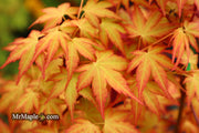 - Acer palmatum 'Kristin's Star' Japanese Maple - Mr Maple │ Buy Japanese Maple Trees